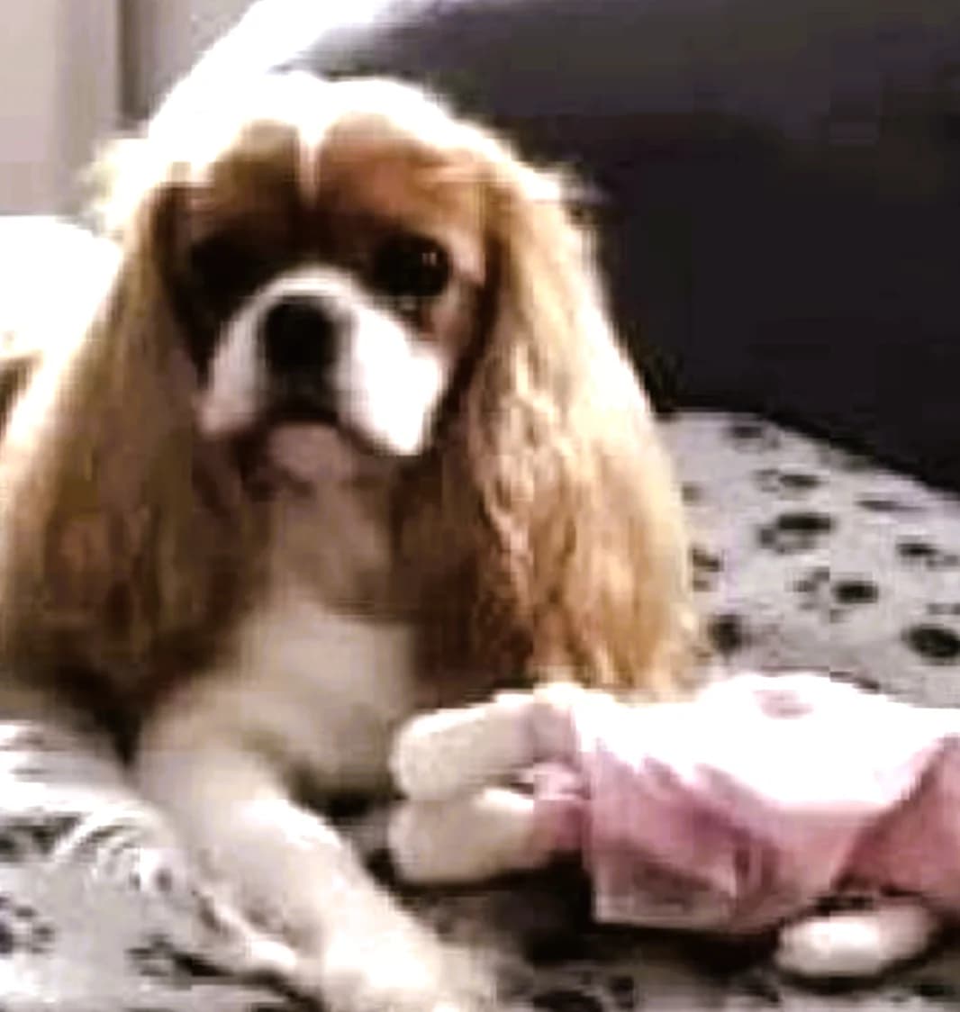 Emely, female senior Cavalier King Charles Spaniel for adoption at Tierheim u. Tierschutzverein Kreis Ahrweiler e.V. / Tierheim Remagen., Remagen