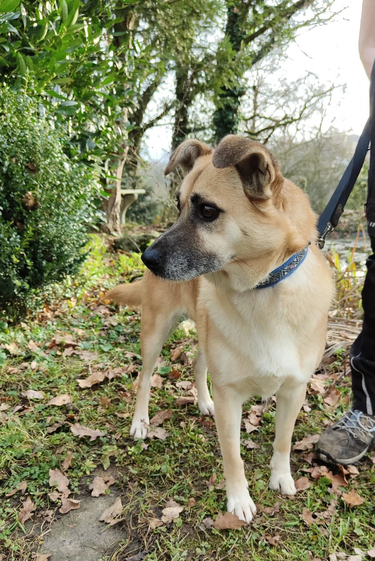 Abilio, male senior Mixed Breed for adoption at Tierheim u. Tierschutzverein Kreis Ahrweiler e.V. / Tierheim Remagen., Remagen