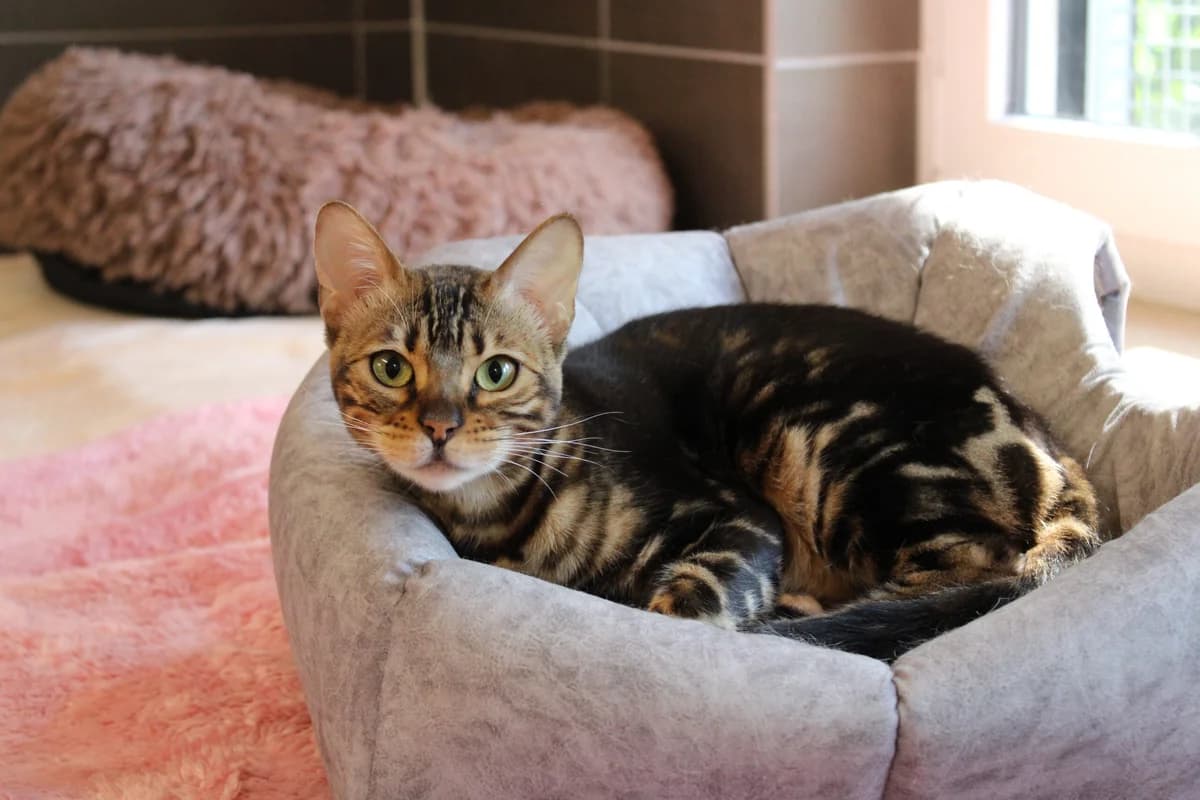 Luna, female young Bengal for adoption at Tierheim u. Tierschutzverein Kreis Ahrweiler e.V. / Tierheim Remagen.