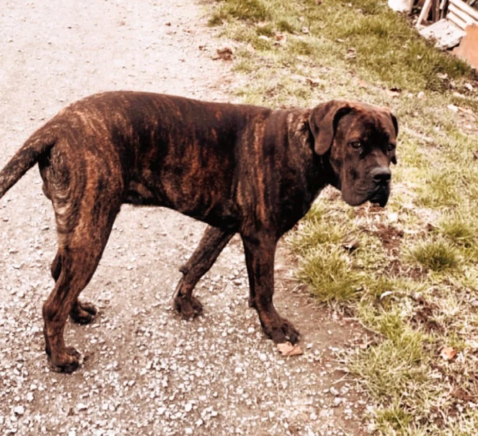 Pablo, male 5yo English Bulldog for adoption at Tierheim u. Tierschutzverein Kreis Ahrweiler e.V. / Tierheim Remagen.