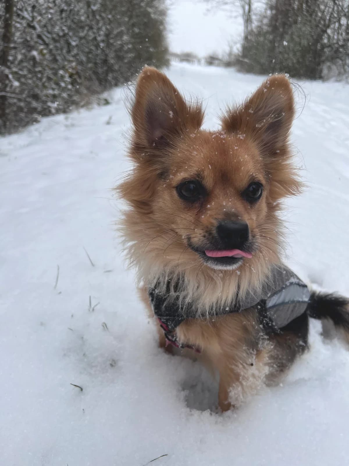 Sammy, male 6yo Yorkshire Terrier for adoption at Tierheim u. Tierschutzverein Kreis Ahrweiler e.V. / Tierheim Remagen.