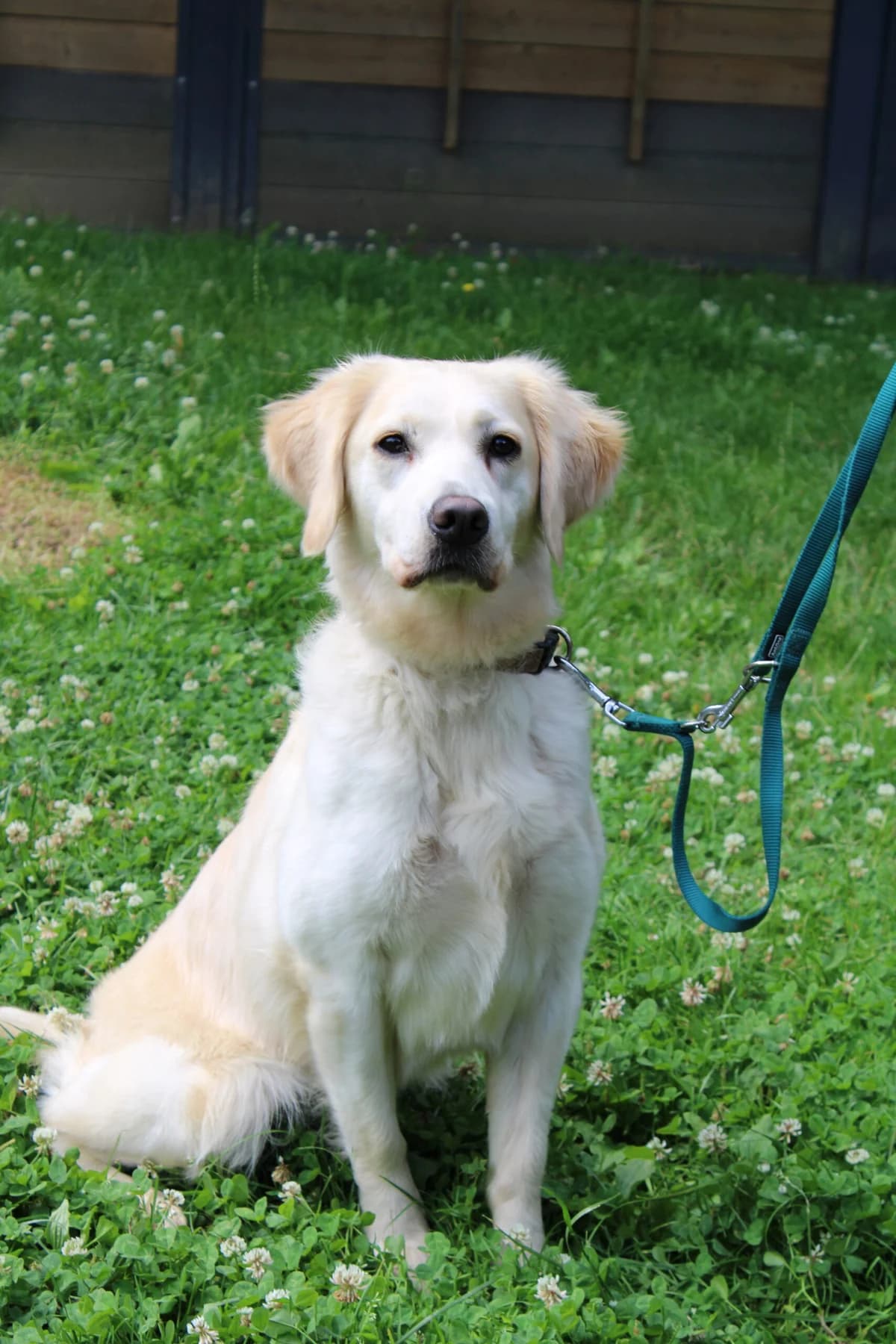 Susi, female 3yo Labrador Retriever for adoption at Tierheim u. Tierschutzverein Kreis Ahrweiler e.V. / Tierheim Remagen.