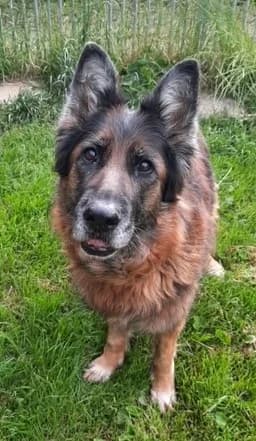 Berta, female senior German Shepherd for adoption at Tierheim u. Tierschutzverein Kreis Ahrweiler e.V. / Tierheim Remagen.