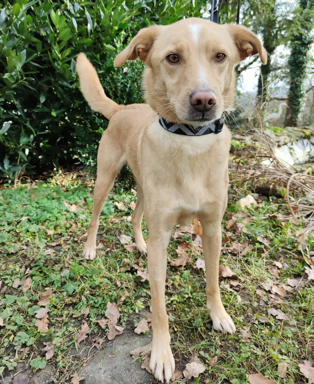 Adolfo, male senior Mixed Breed for adoption at Tierheim u. Tierschutzverein Kreis Ahrweiler e.V. / Tierheim Remagen., Remagen