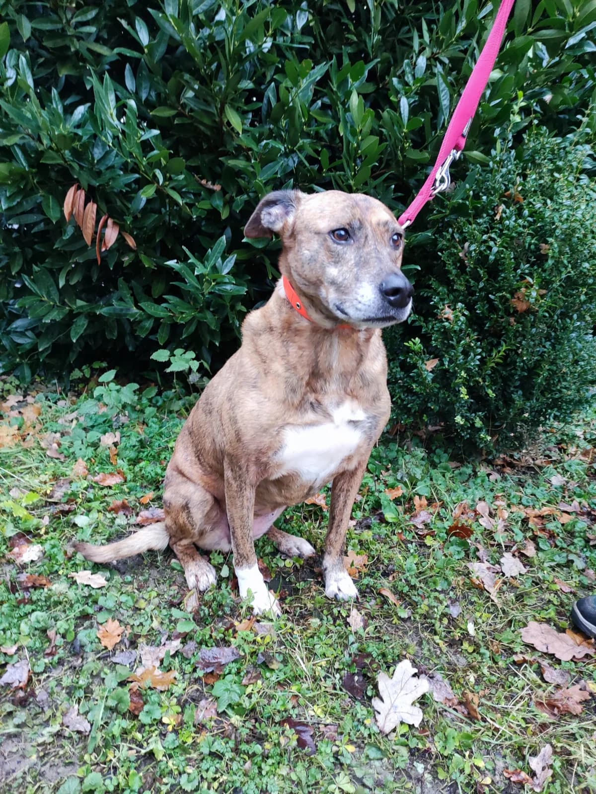 Abby, female senior mixed breed for adoption at Tierheim u. Tierschutzverein Kreis Ahrweiler e.V. / Tierheim Remagen., Remagen