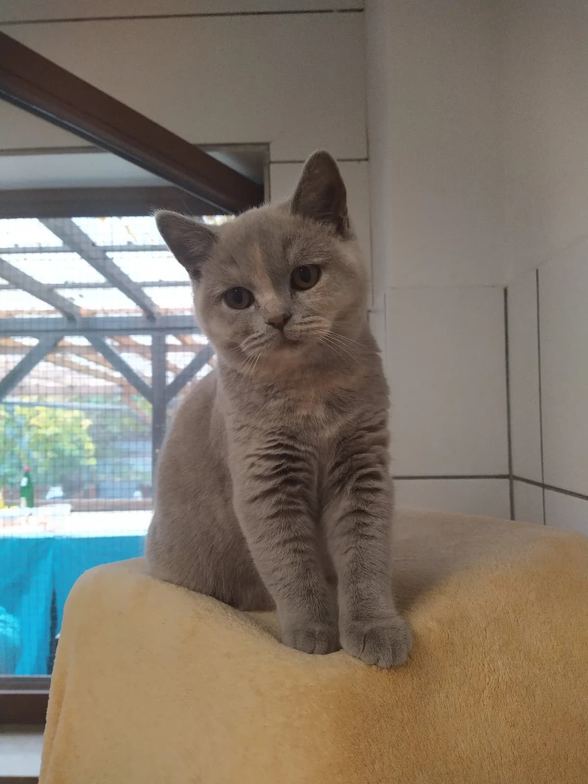 Ahoj, female 4yo British Shorthair for adoption at Tierheim u. Tierschutzverein Kreis Ahrweiler e.V. / Tierheim Remagen., Remagen