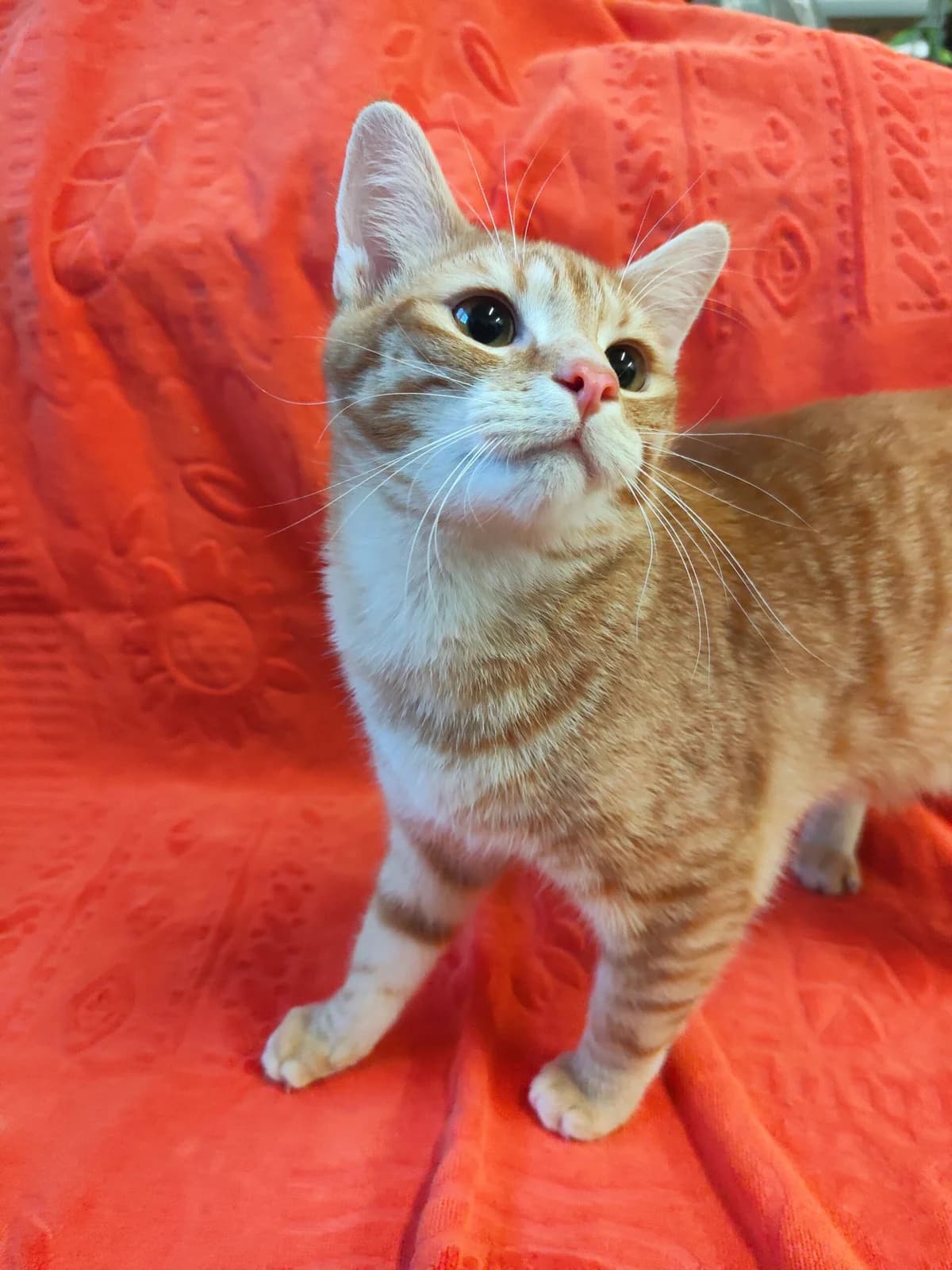 Cap, male 4yo mixed breed for adoption at Tierheim u. Tierschutzverein Kreis Ahrweiler e.V. / Tierheim Remagen.