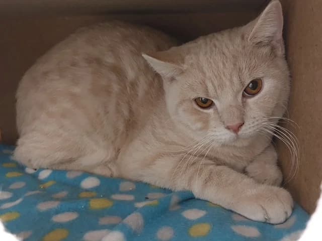 Caesar, male 4yo mixed breed for adoption at Tierheim u. Tierschutzverein Kreis Ahrweiler e.V. / Tierheim Remagen.