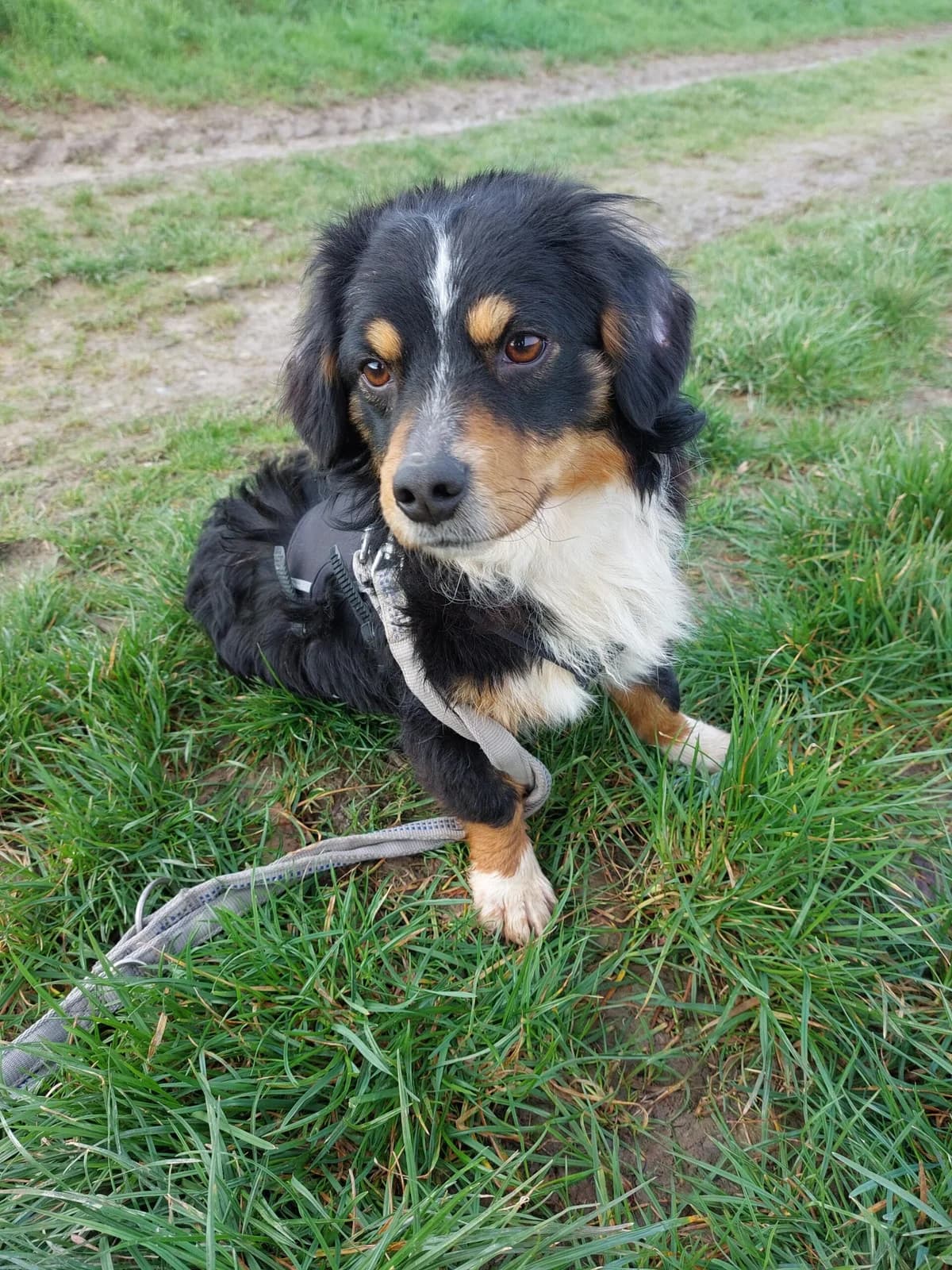 Chuck, male 5yo Mixed Breed for adoption at Tierheim u. Tierschutzverein Kreis Ahrweiler e.V. / Tierheim Remagen., Remagen