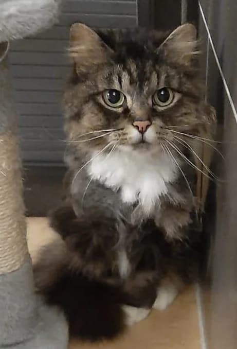 Donnie, male senior Norwegian Forest Cat for adoption at Tierheim u. Tierschutzverein Kreis Ahrweiler e.V. / Tierheim Remagen., Remagen