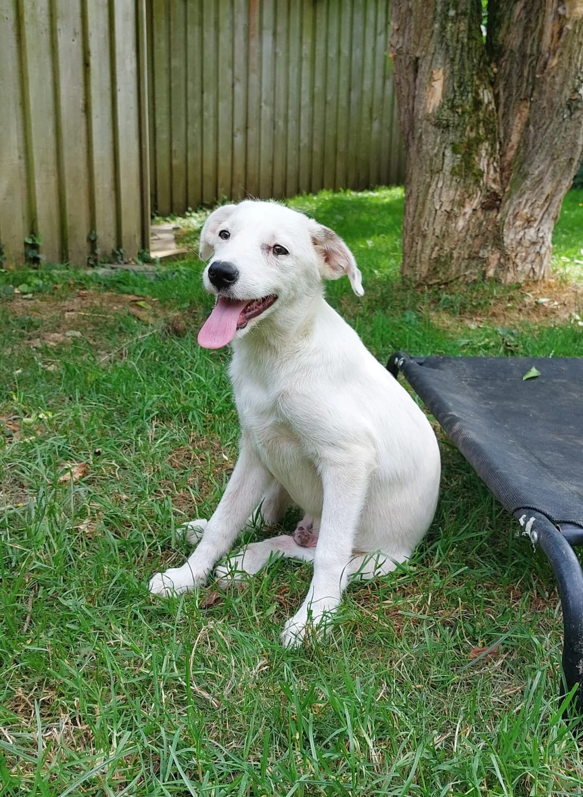 Icey, male 3yo Mixed Breed for adoption at Tierheim u. Tierschutzverein Kreis Ahrweiler e.V. / Tierheim Remagen., Remagen