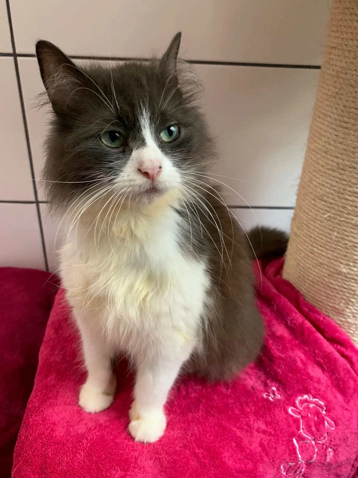 Camilla, female senior mixed breed for adoption at Tierheim u. Tierschutzverein Kreis Ahrweiler e.V. / Tierheim Remagen., Remagen