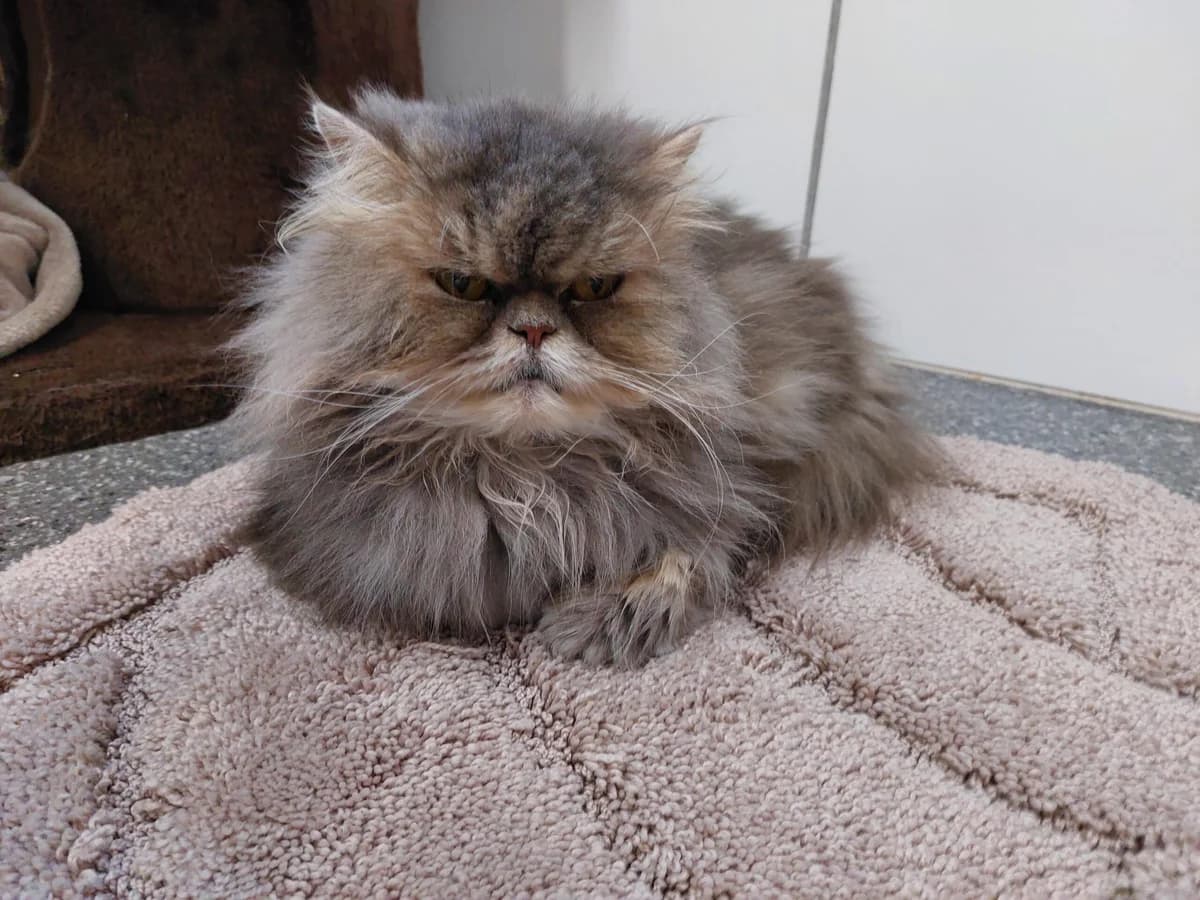 Carrie, female senior Persian for adoption at Tierheim u. Tierschutzverein Kreis Ahrweiler e.V. / Tierheim Remagen.