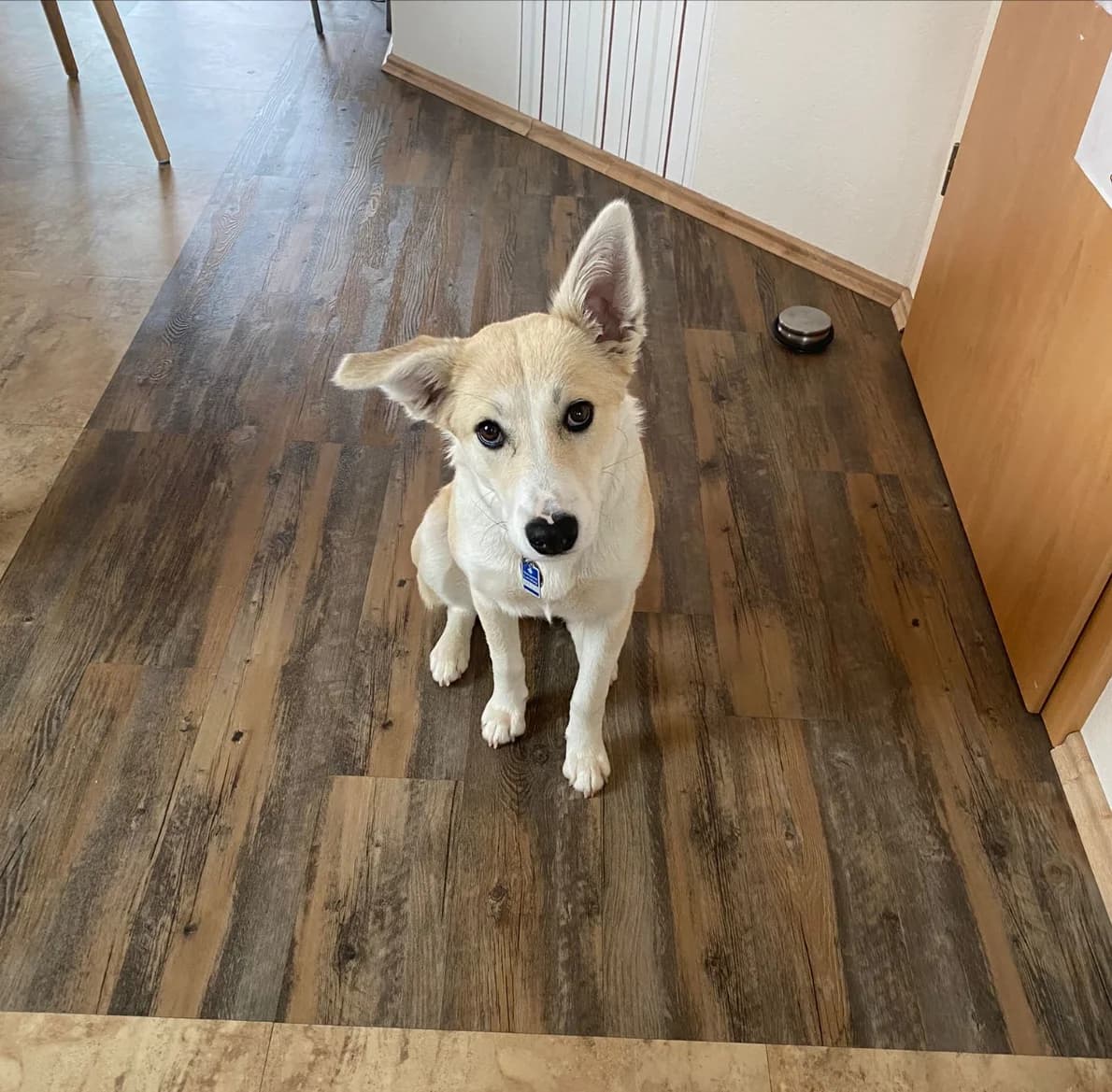 Coco, female 5yo Mixed Breed for adoption at Tierheim u. Tierschutzverein Kreis Ahrweiler e.V. / Tierheim Remagen.