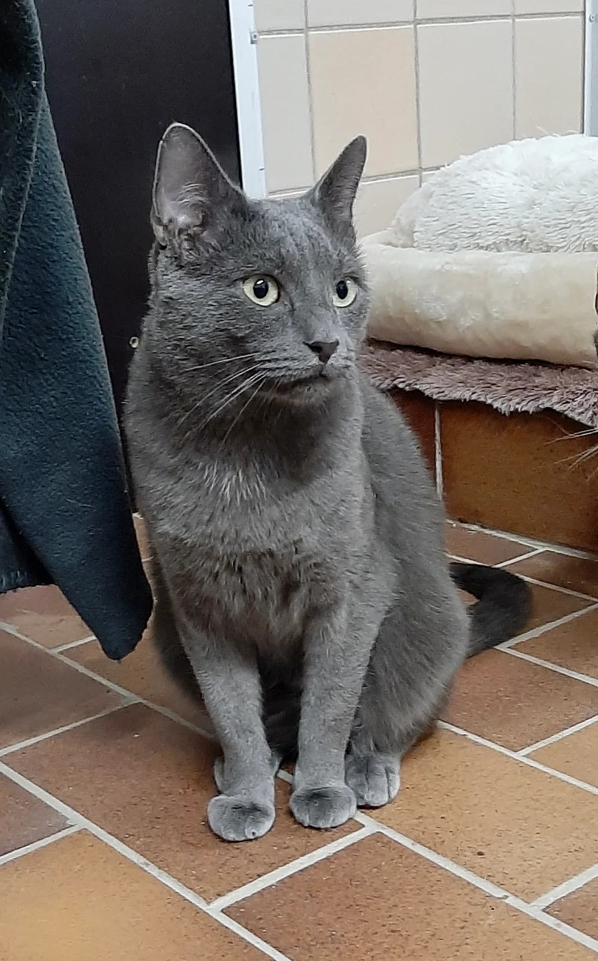 Diablo, male 6yo mixed breed for adoption at Tierheim u. Tierschutzverein Kreis Ahrweiler e.V. / Tierheim Remagen.