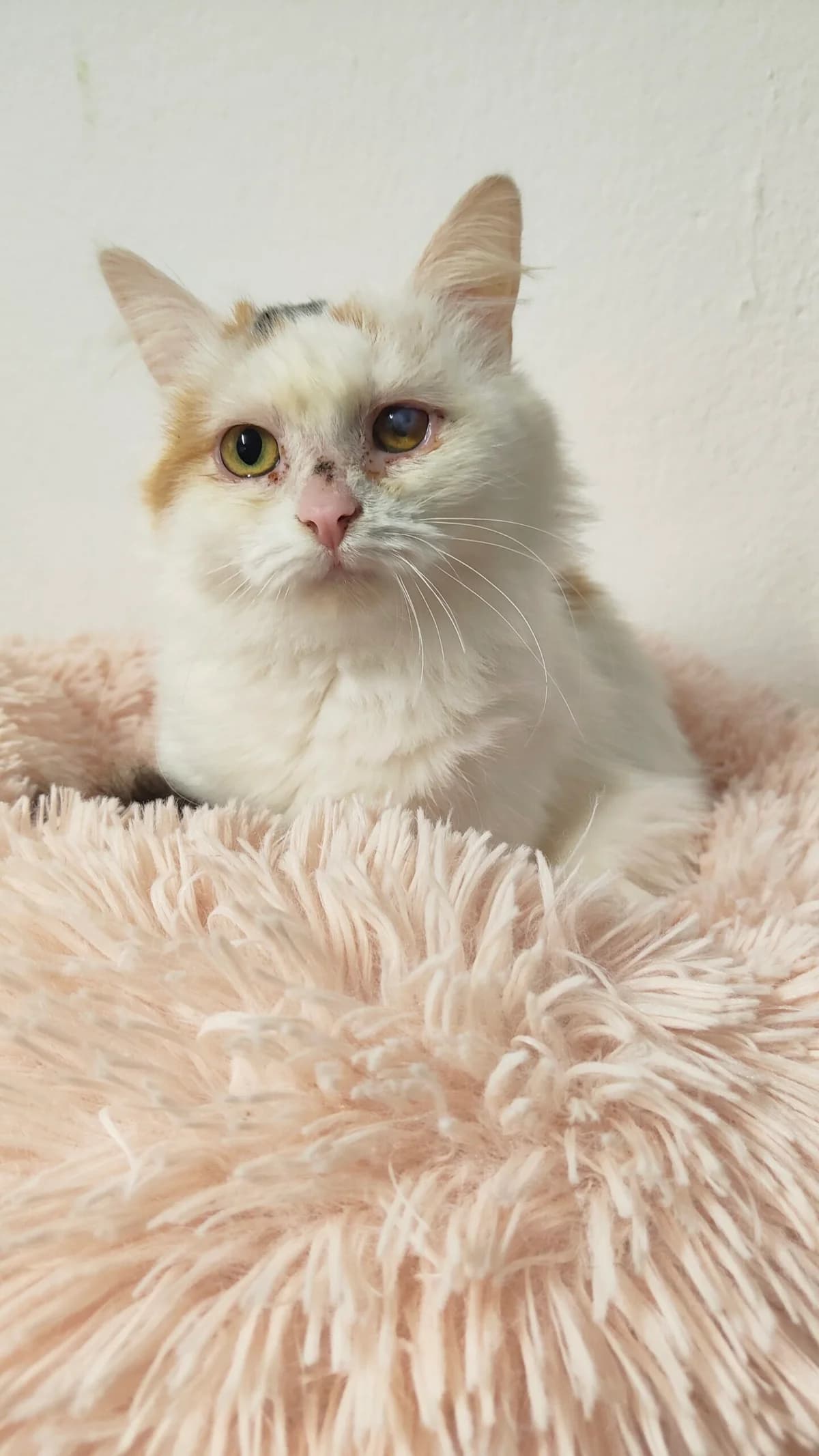 Dori, female 4yo Persian for adoption at Tierheim u. Tierschutzverein Kreis Ahrweiler e.V. / Tierheim Remagen.