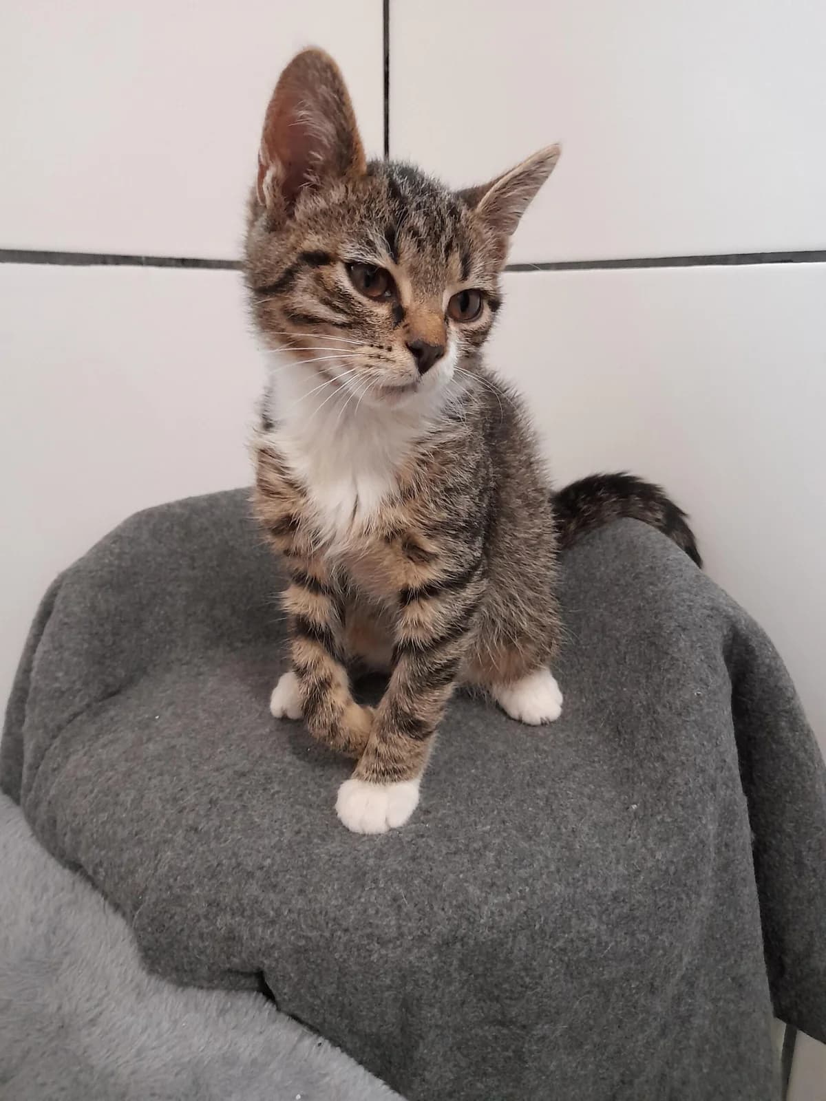 Cody, male young mixed breed for adoption at Tierheim u. Tierschutzverein Kreis Ahrweiler e.V. / Tierheim Remagen.