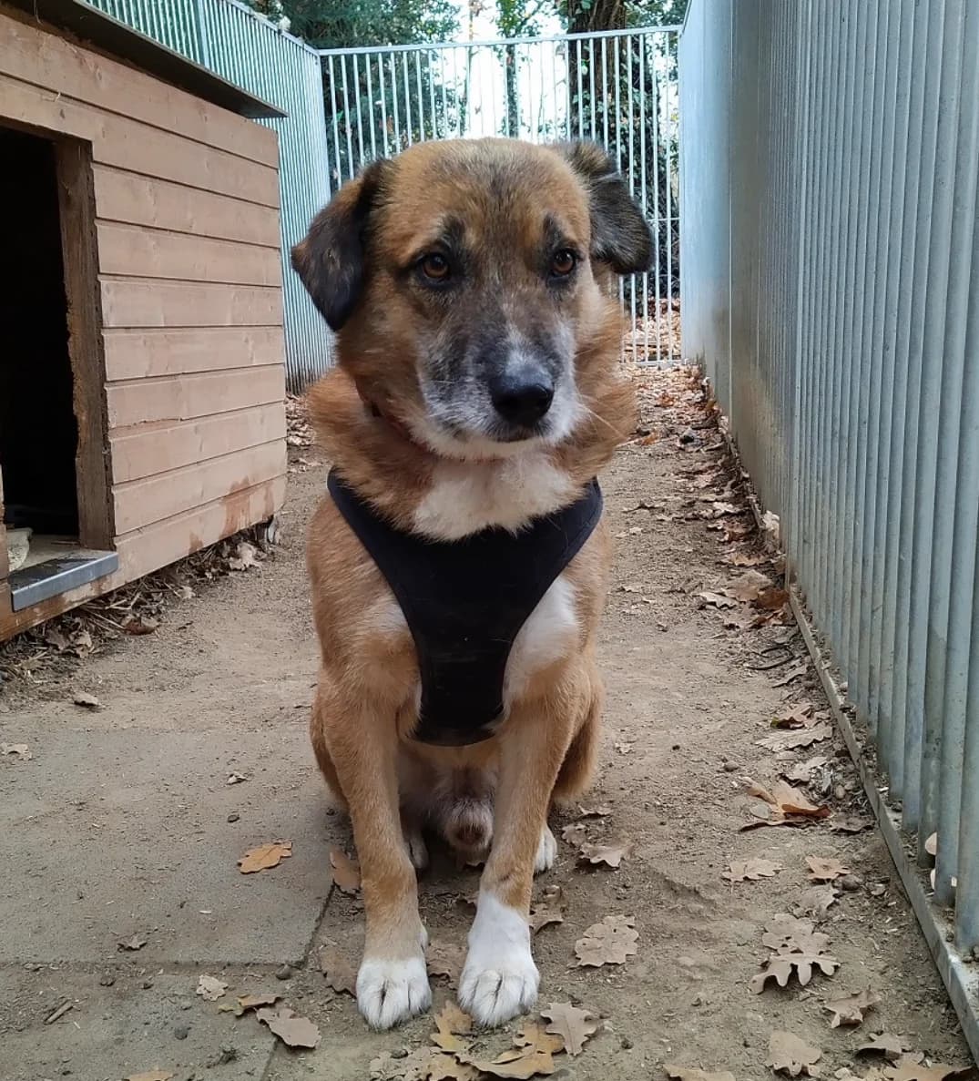 Felias, male senior Mixed Breed for adoption at Tierheim u. Tierschutzverein Kreis Ahrweiler e.V. / Tierheim Remagen.
