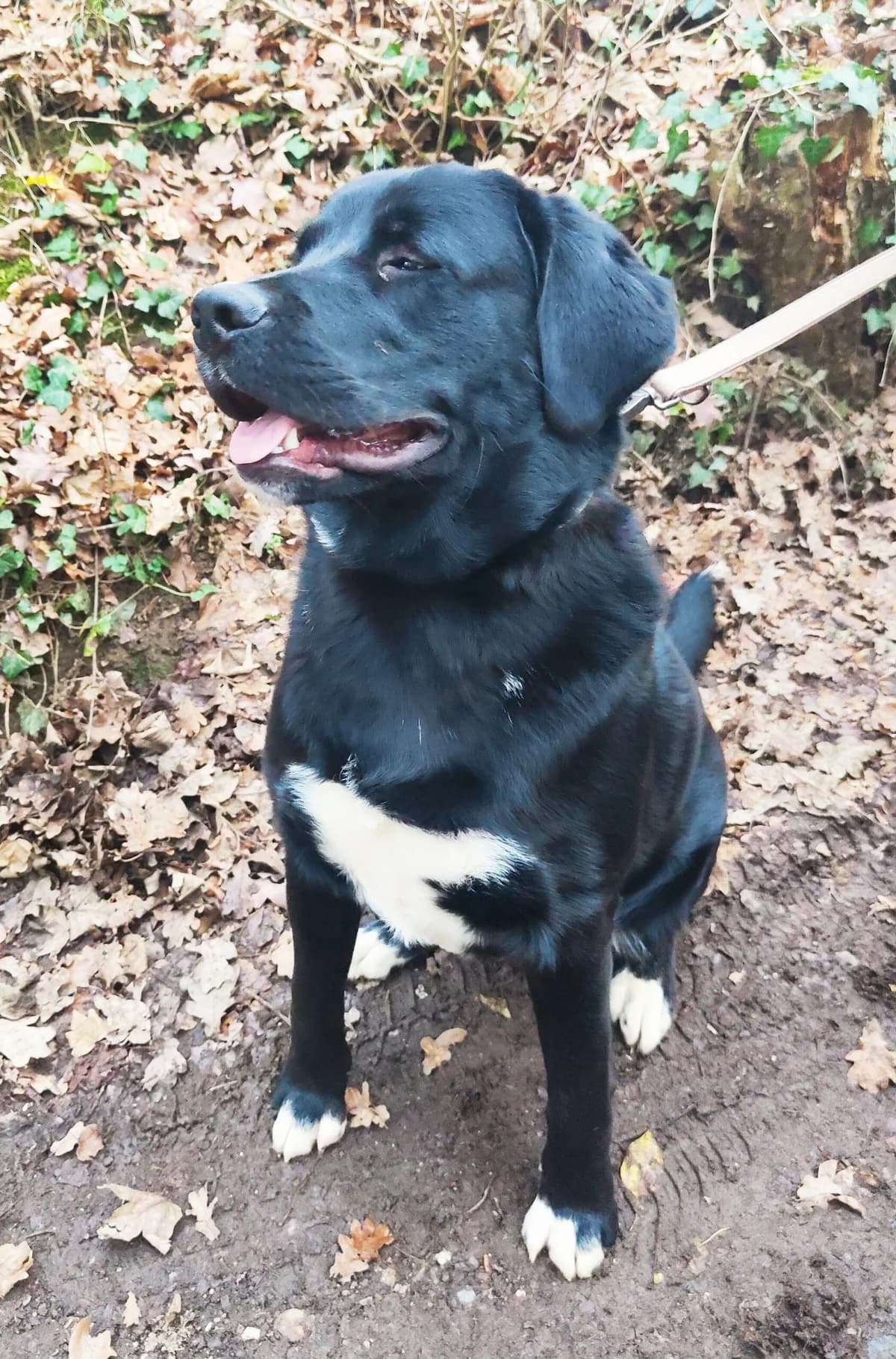 Finn, male young Labrador Retriever for adoption at Tierheim u. Tierschutzverein Kreis Ahrweiler e.V. / Tierheim Remagen.