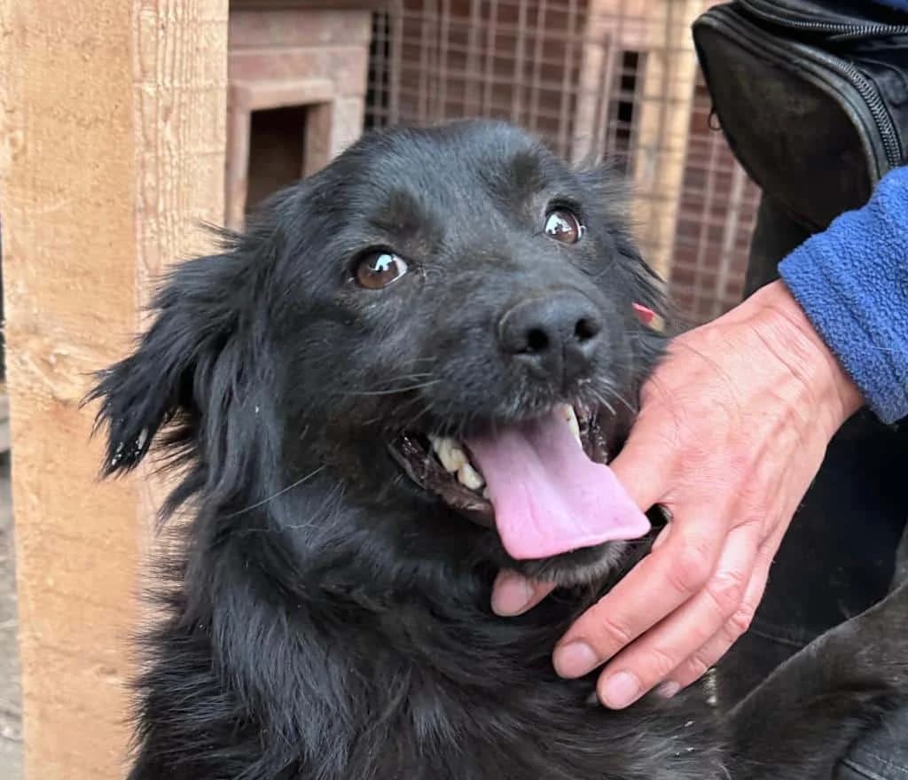 Eywa, female 4yo Mixed Breed for adoption at Tierheim u. Tierschutzverein Kreis Ahrweiler e.V. / Tierheim Remagen.