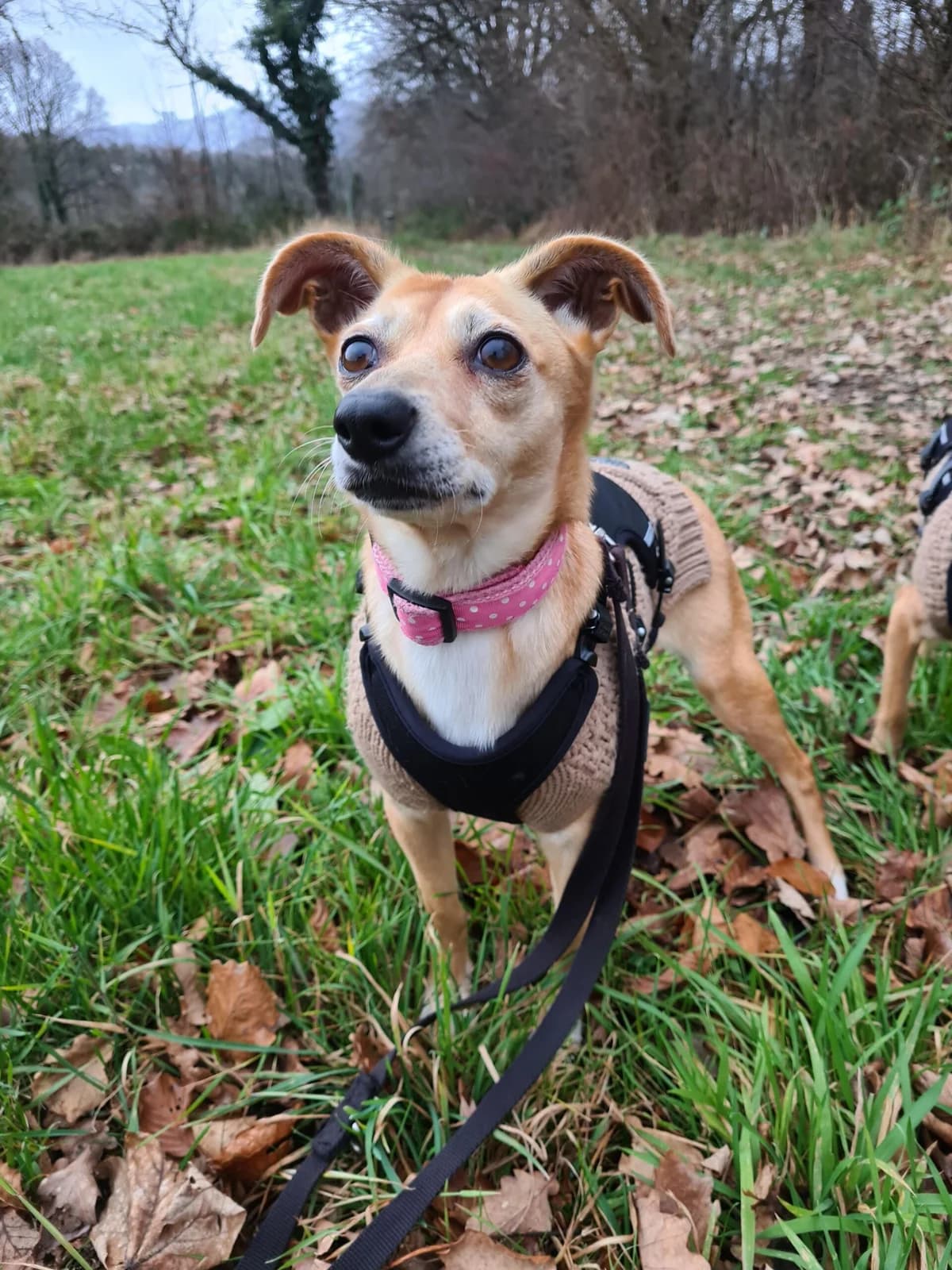 Filo, female senior Chihuahua for adoption at Tierheim u. Tierschutzverein Kreis Ahrweiler e.V. / Tierheim Remagen.