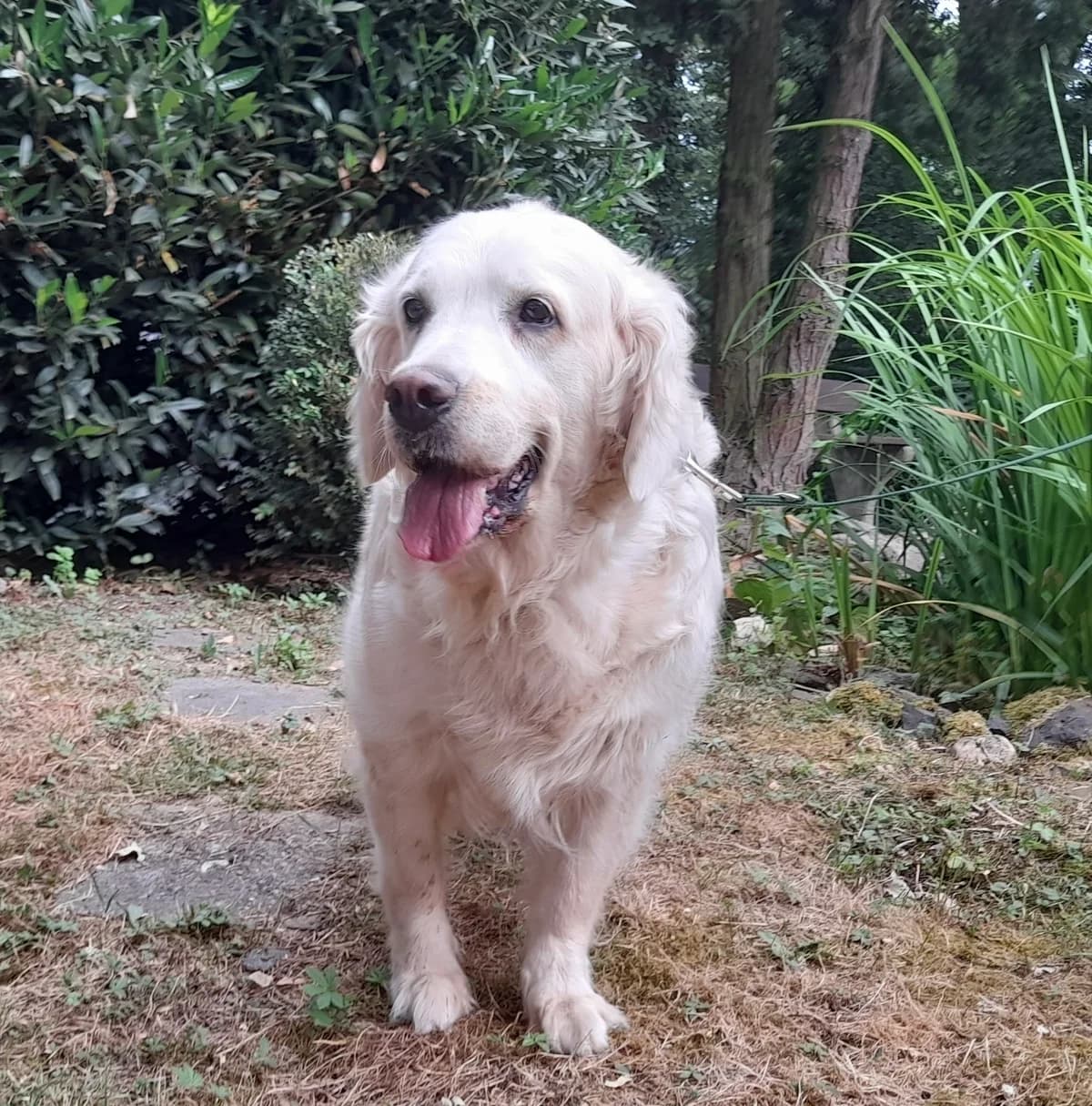 Flocke, female senior Golden Retriever for adoption at Tierheim u. Tierschutzverein Kreis Ahrweiler e.V. / Tierheim Remagen., Remagen