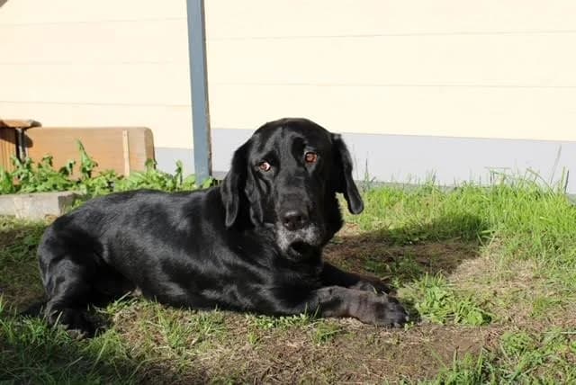 Hanswurst, male 7yo Labrador Retriever for adoption at Tierheim u. Tierschutzverein Kreis Ahrweiler e.V. / Tierheim Remagen.