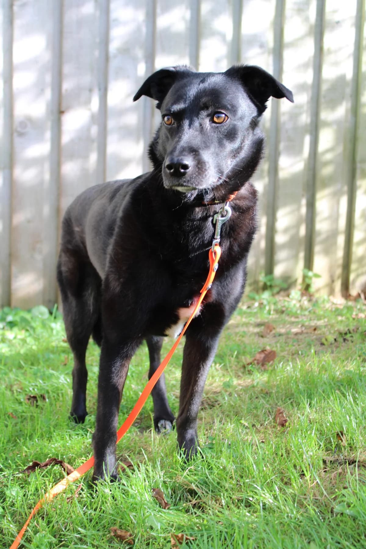 Gina, female senior Mixed Breed for adoption at Tierheim u. Tierschutzverein Kreis Ahrweiler e.V. / Tierheim Remagen.