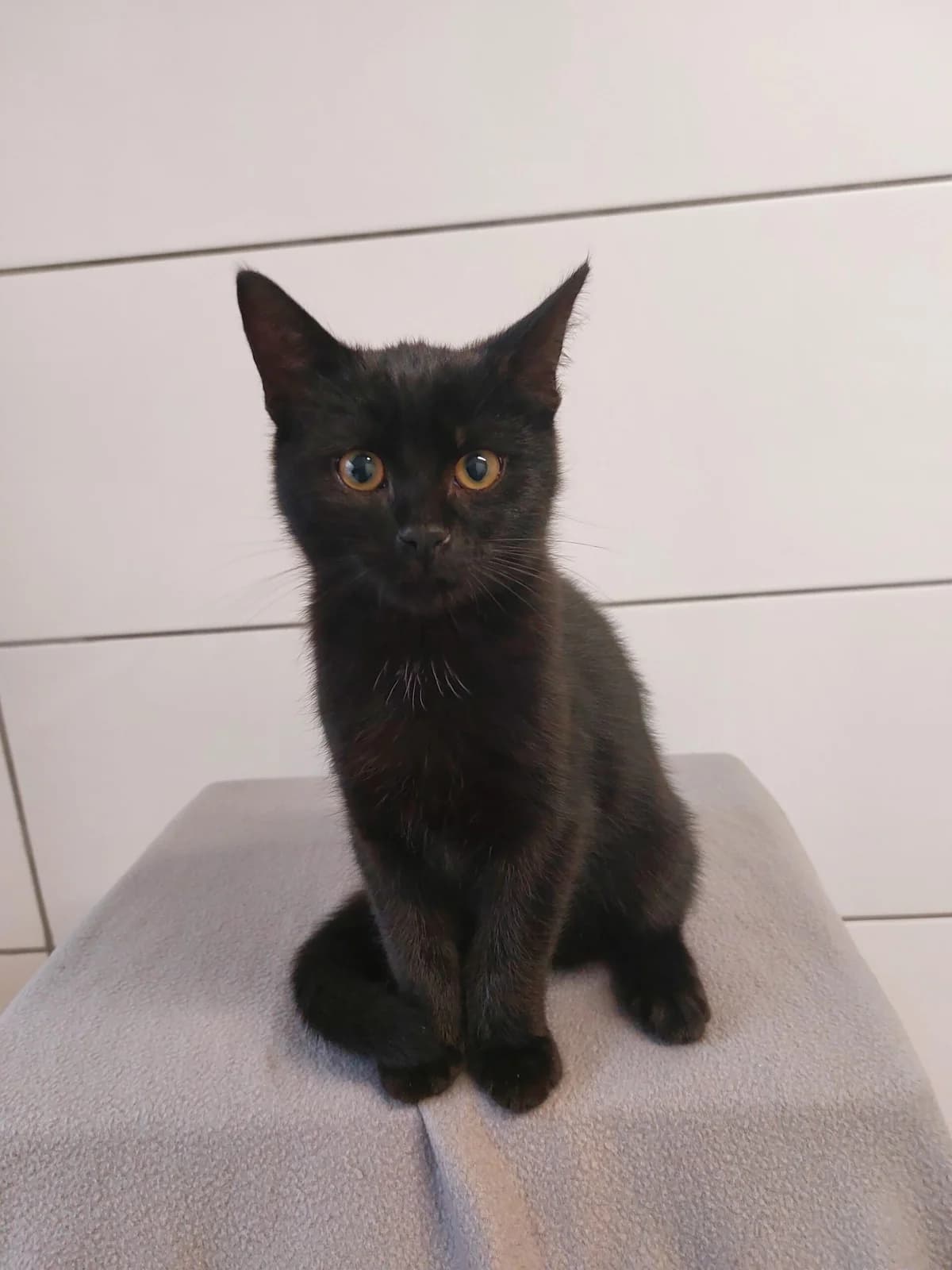 Halloween, male 3yo mixed breed for adoption at Tierheim u. Tierschutzverein Kreis Ahrweiler e.V. / Tierheim Remagen., Remagen