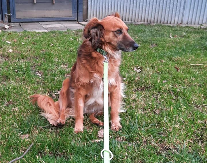 Jambé, female senior Mixed Breed for adoption at Tierheim u. Tierschutzverein Kreis Ahrweiler e.V. / Tierheim Remagen.