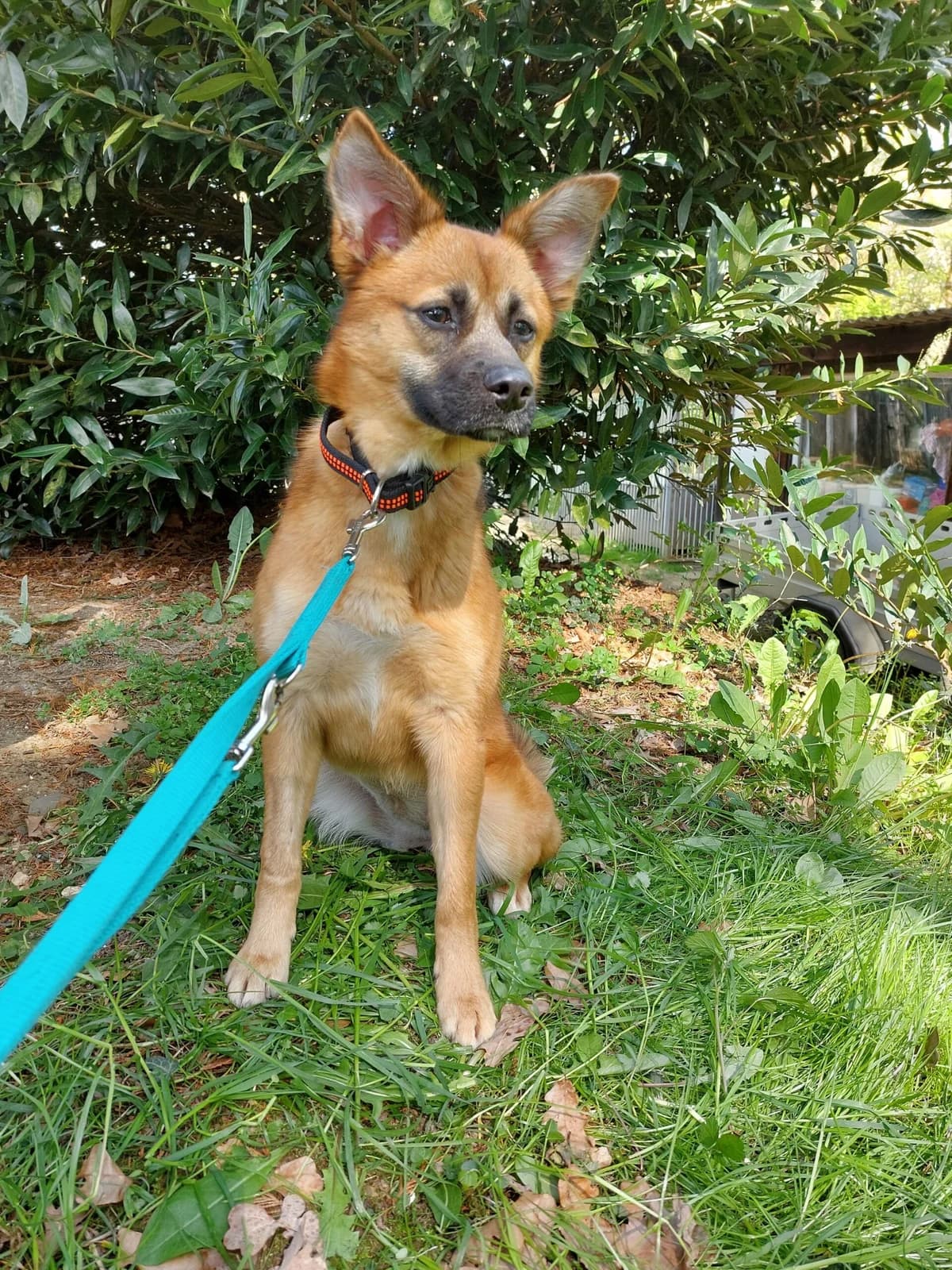 Judy, female 3yo Mixed Breed for adoption at Tierheim u. Tierschutzverein Kreis Ahrweiler e.V. / Tierheim Remagen.