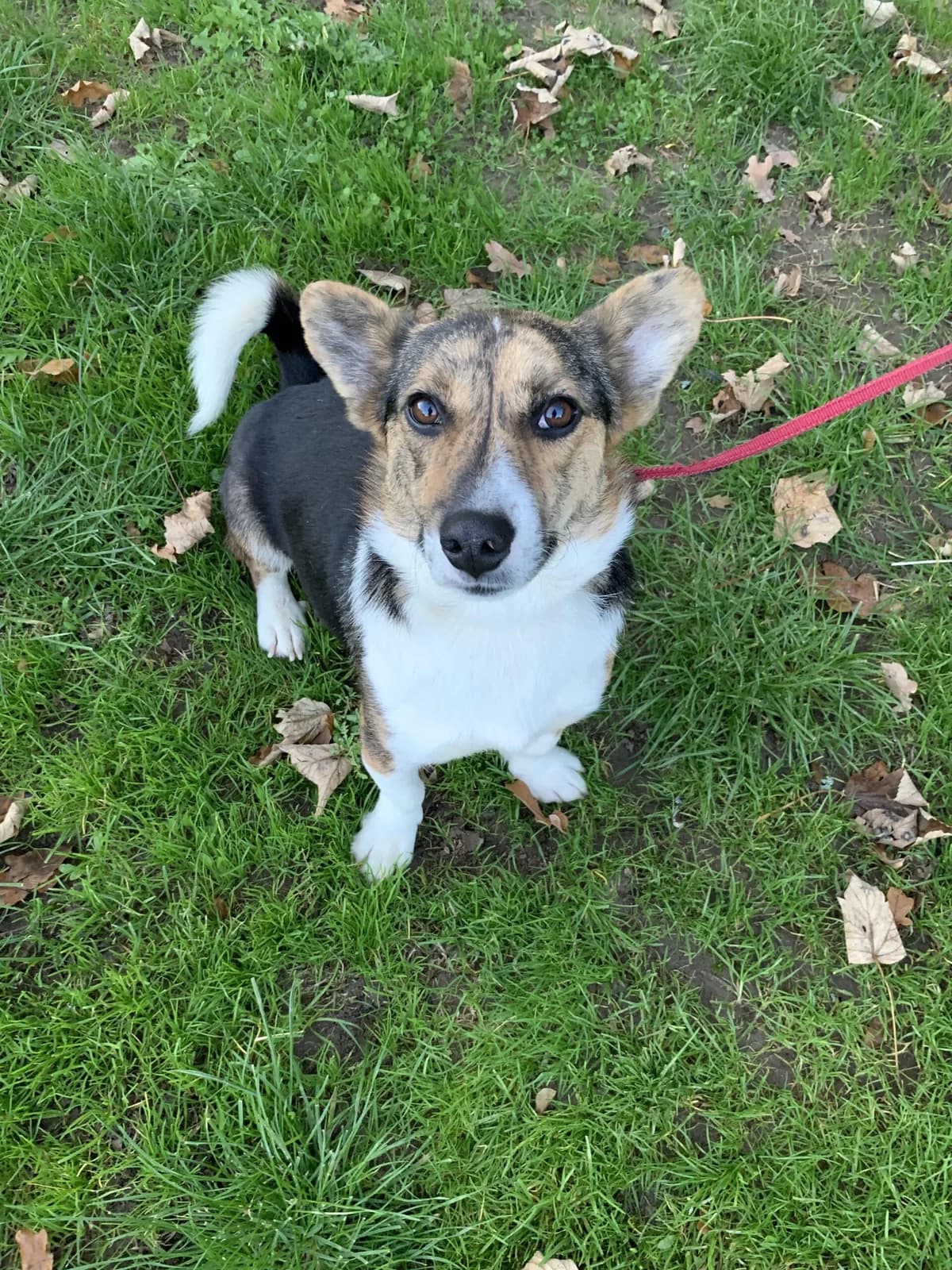 Joy, male 5yo Mixed Breed for adoption at Tierheim u. Tierschutzverein Kreis Ahrweiler e.V. / Tierheim Remagen.