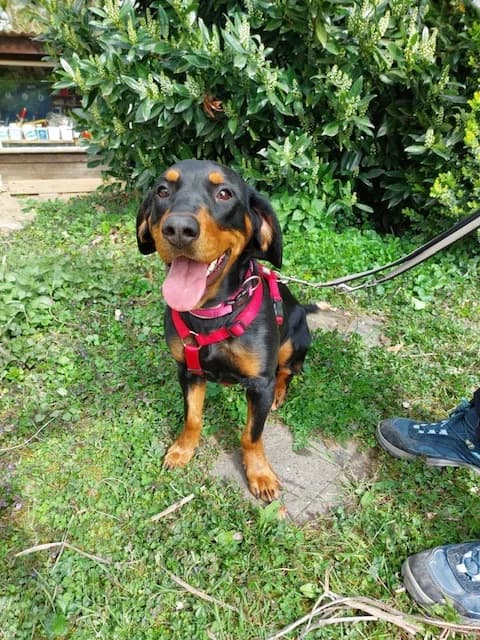 Lara, female 5yo mixed breed for adoption at Tierheim u. Tierschutzverein Kreis Ahrweiler e.V. / Tierheim Remagen., Remagen