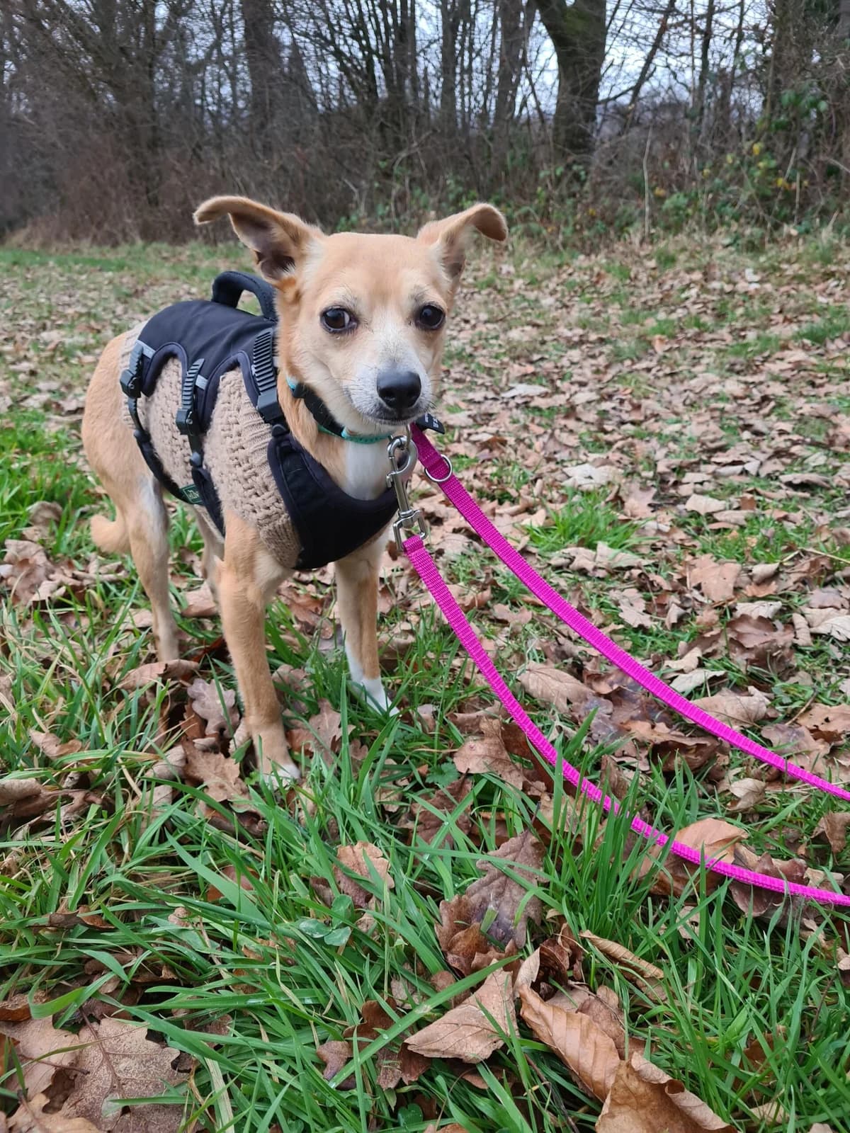 Kalu, male senior Chihuahua for adoption at Tierheim u. Tierschutzverein Kreis Ahrweiler e.V. / Tierheim Remagen.