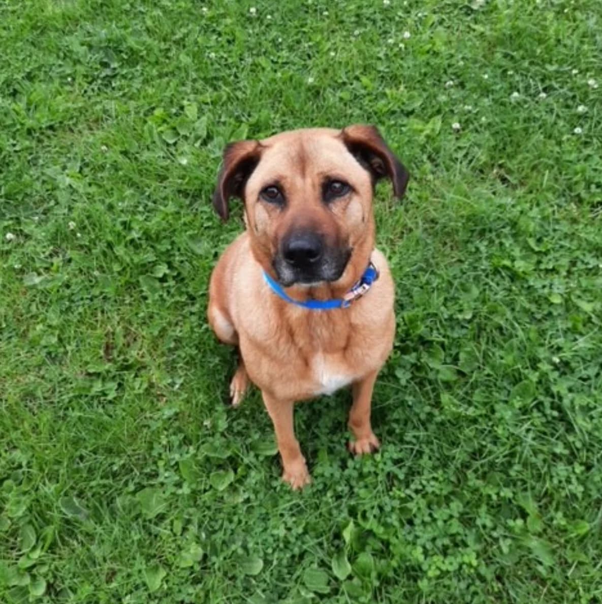 Julia, female senior Mixed Breed for adoption at Tierheim u. Tierschutzverein Kreis Ahrweiler e.V. / Tierheim Remagen.