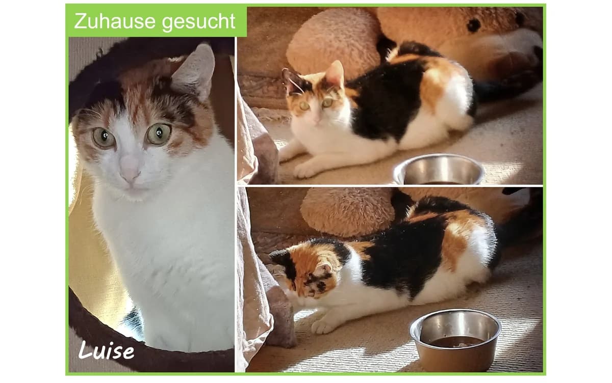 Luise, female senior Mixed Breed for adoption at Tierheim u. Tierschutzverein Kreis Ahrweiler e.V. / Tierheim Remagen., Remagen