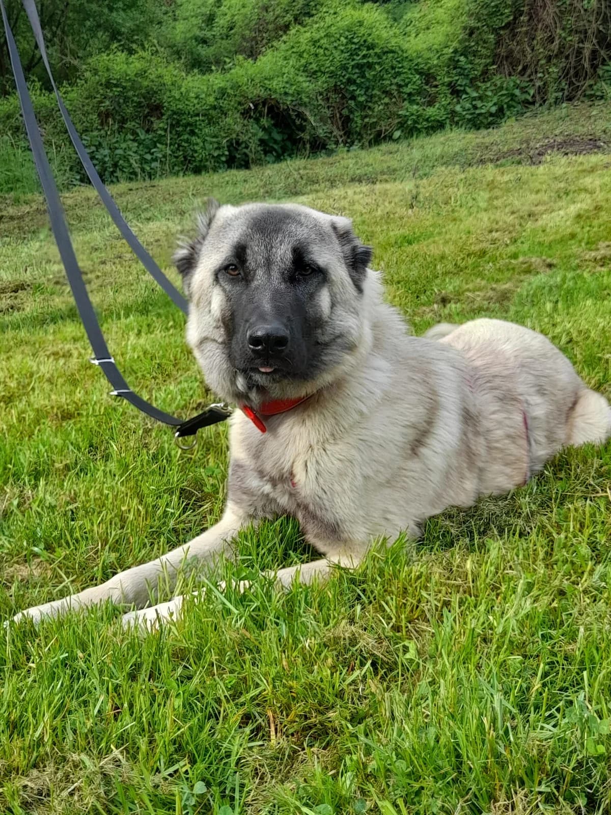 Mathilda, female 4yo Kangal for adoption at Tierheim u. Tierschutzverein Kreis Ahrweiler e.V. / Tierheim Remagen., Remagen