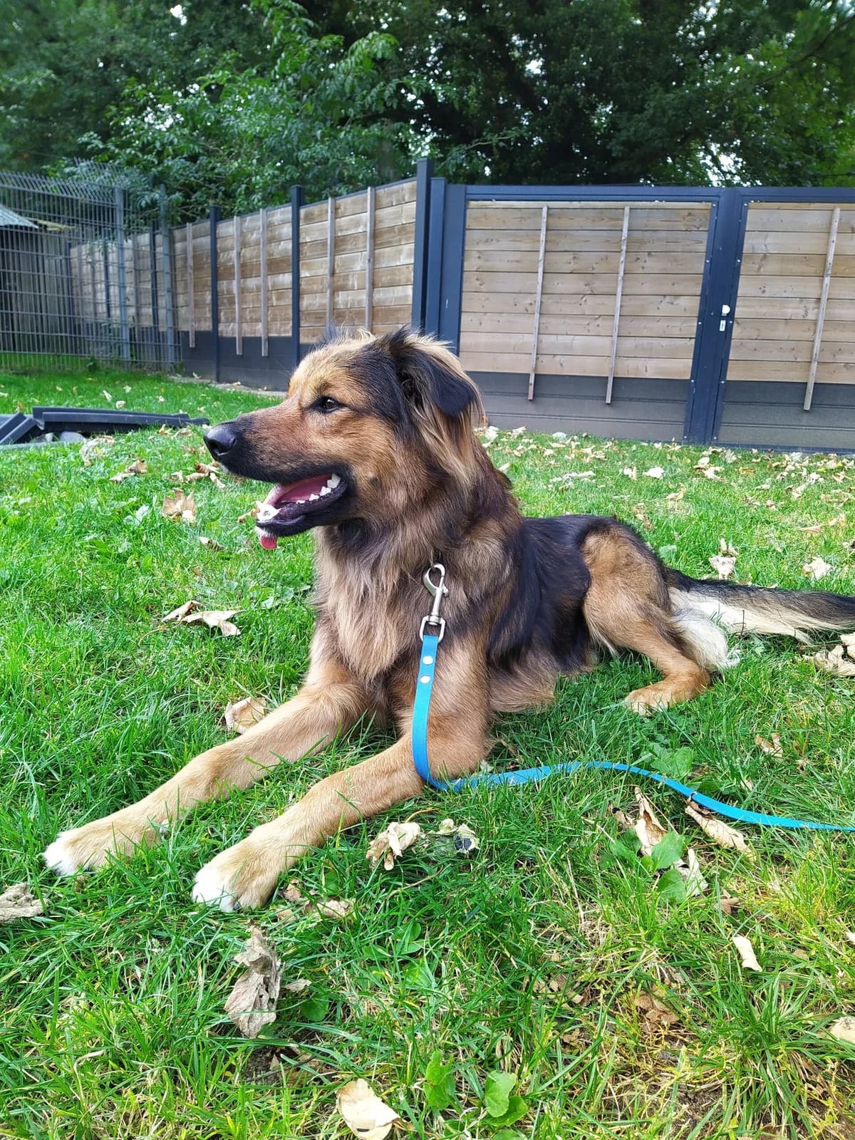 Marley, male 5yo Mixed Breed for adoption at Tierheim u. Tierschutzverein Kreis Ahrweiler e.V. / Tierheim Remagen.