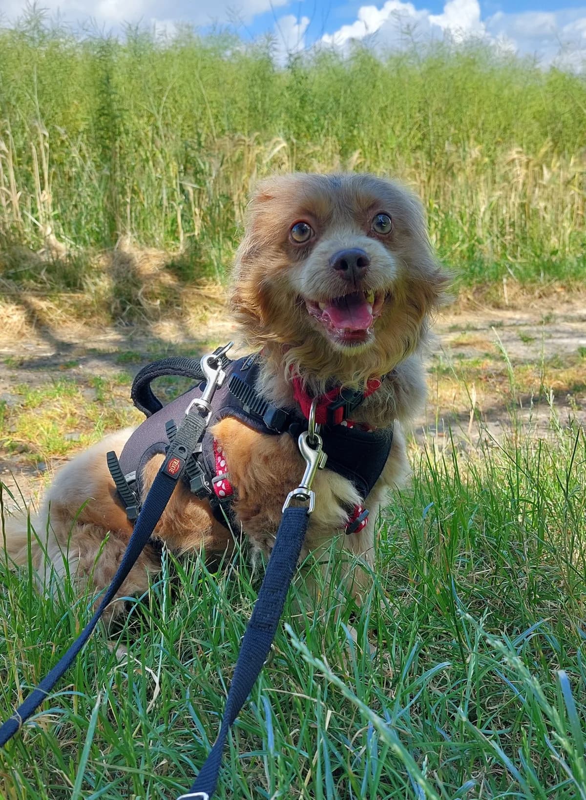 Max, male senior Mixed Breed for adoption at Tierheim u. Tierschutzverein Kreis Ahrweiler e.V. / Tierheim Remagen.