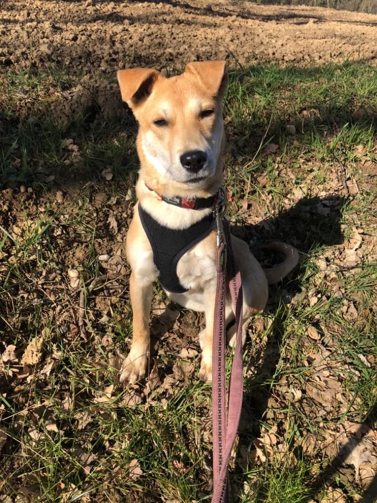 Nuri, female 6yo Mixed Breed for adoption at Tierheim u. Tierschutzverein Kreis Ahrweiler e.V. / Tierheim Remagen.