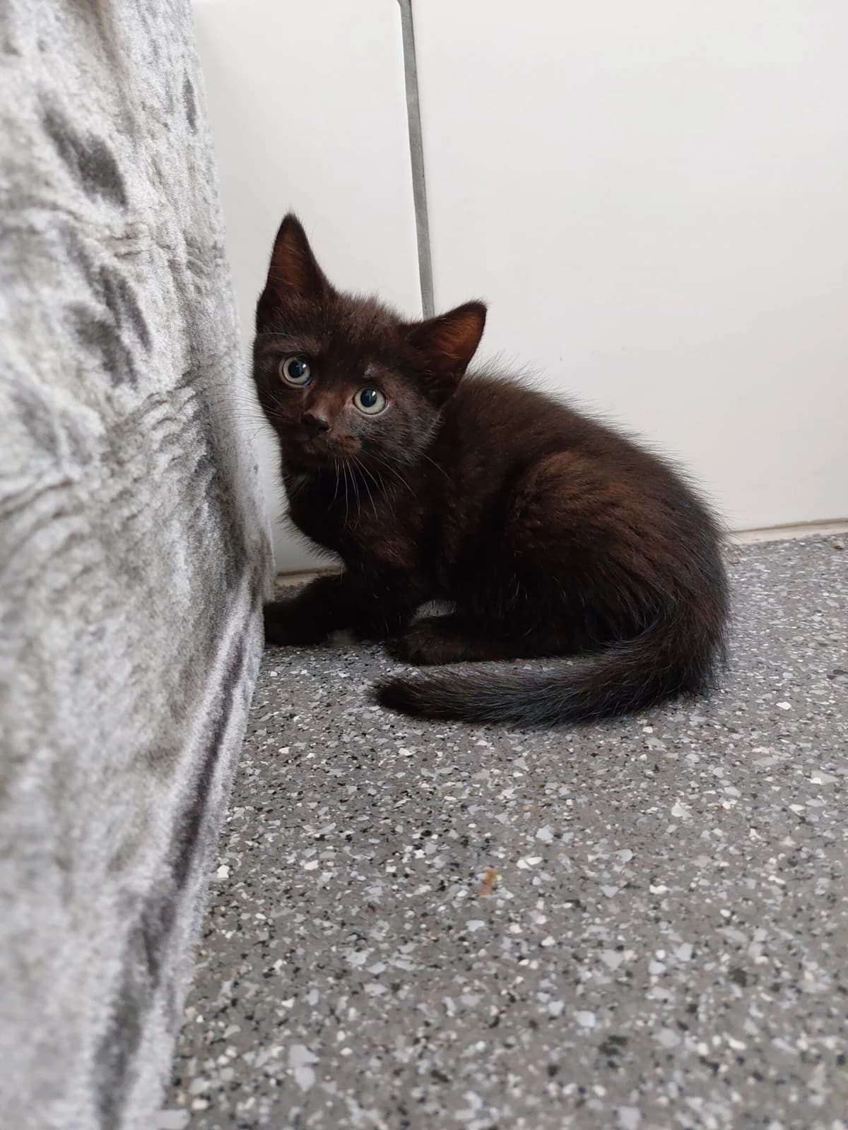 Paulchen, male young mixed breed for adoption at Tierheim u. Tierschutzverein Kreis Ahrweiler e.V. / Tierheim Remagen.