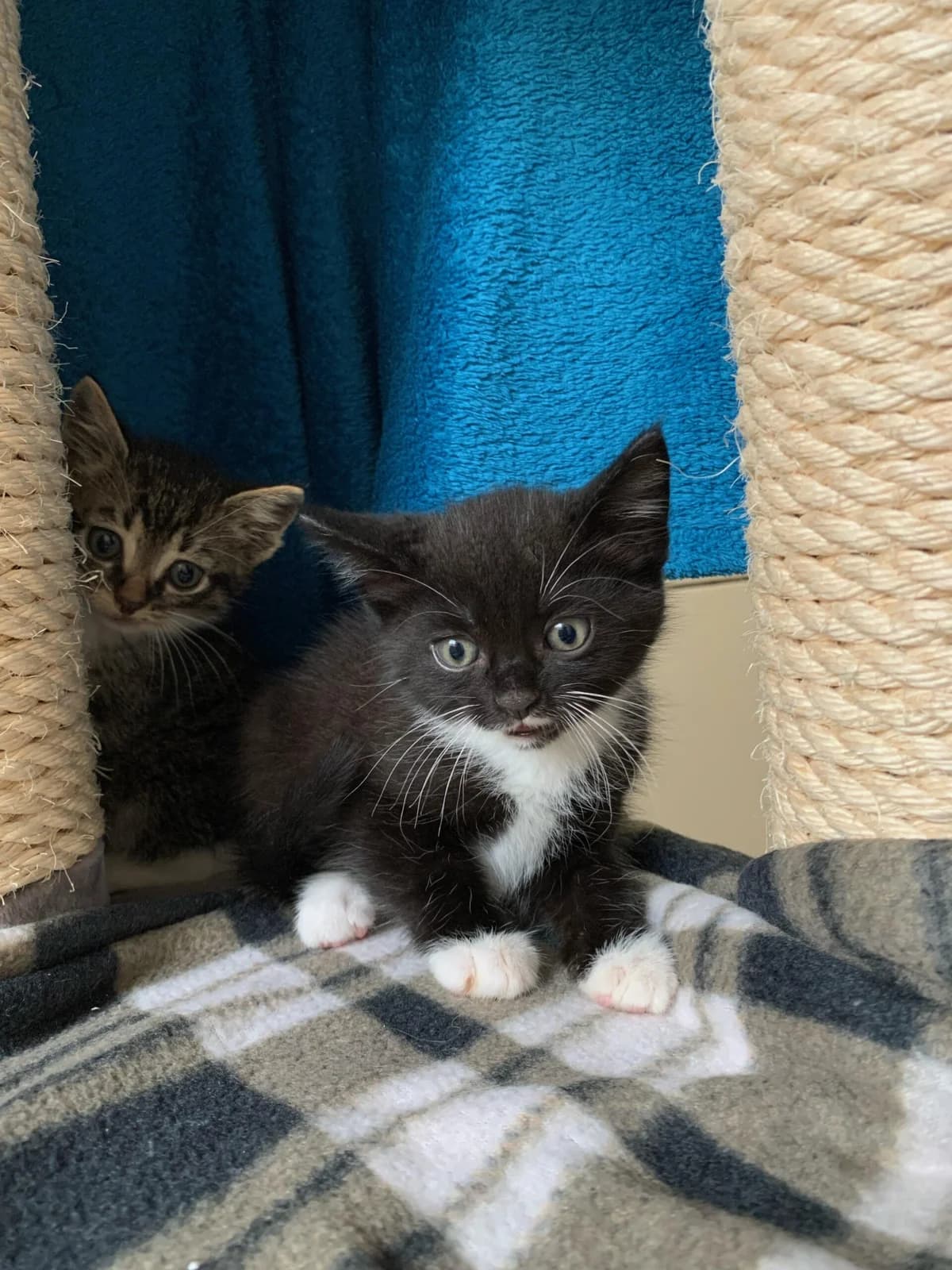 Minnie, female 4yo mixed breed for adoption at Tierheim u. Tierschutzverein Kreis Ahrweiler e.V. / Tierheim Remagen.