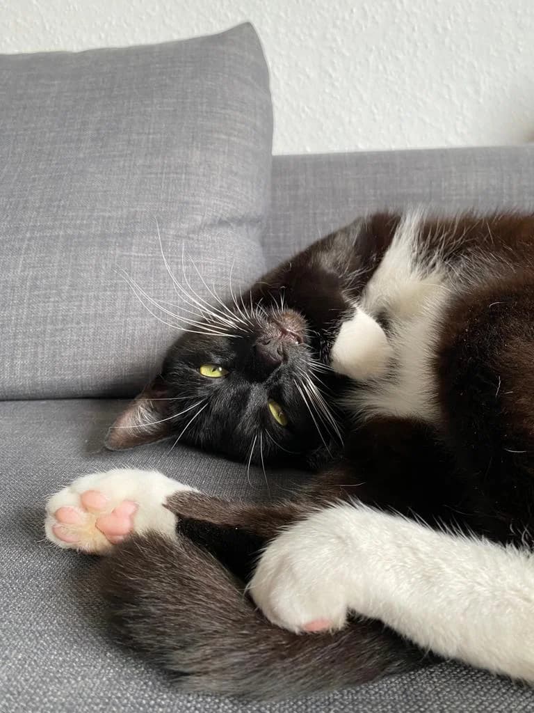 Oskar, male 7yo mixed breed for adoption at Tierheim u. Tierschutzverein Kreis Ahrweiler e.V. / Tierheim Remagen.