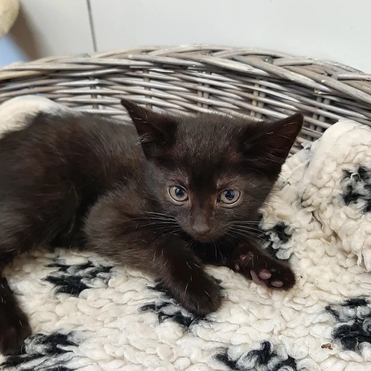 Pan, male mixed breed for adoption at Tierheim u. Tierschutzverein Kreis Ahrweiler e.V. / Tierheim Remagen.