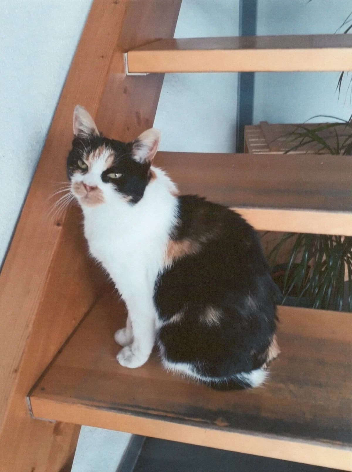 Pauline Paletti, female mixed breed for adoption at Tierheim u. Tierschutzverein Kreis Ahrweiler e.V. / Tierheim Remagen.