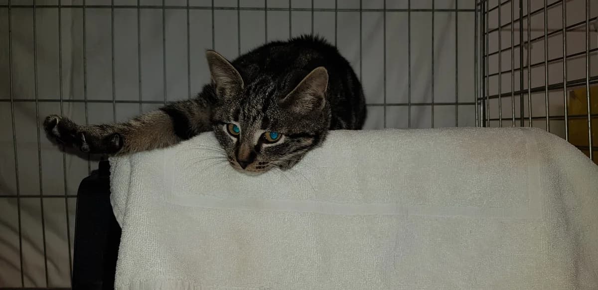 Mio, male mixed breed for adoption at Tierheim u. Tierschutzverein Kreis Ahrweiler e.V. / Tierheim Remagen.