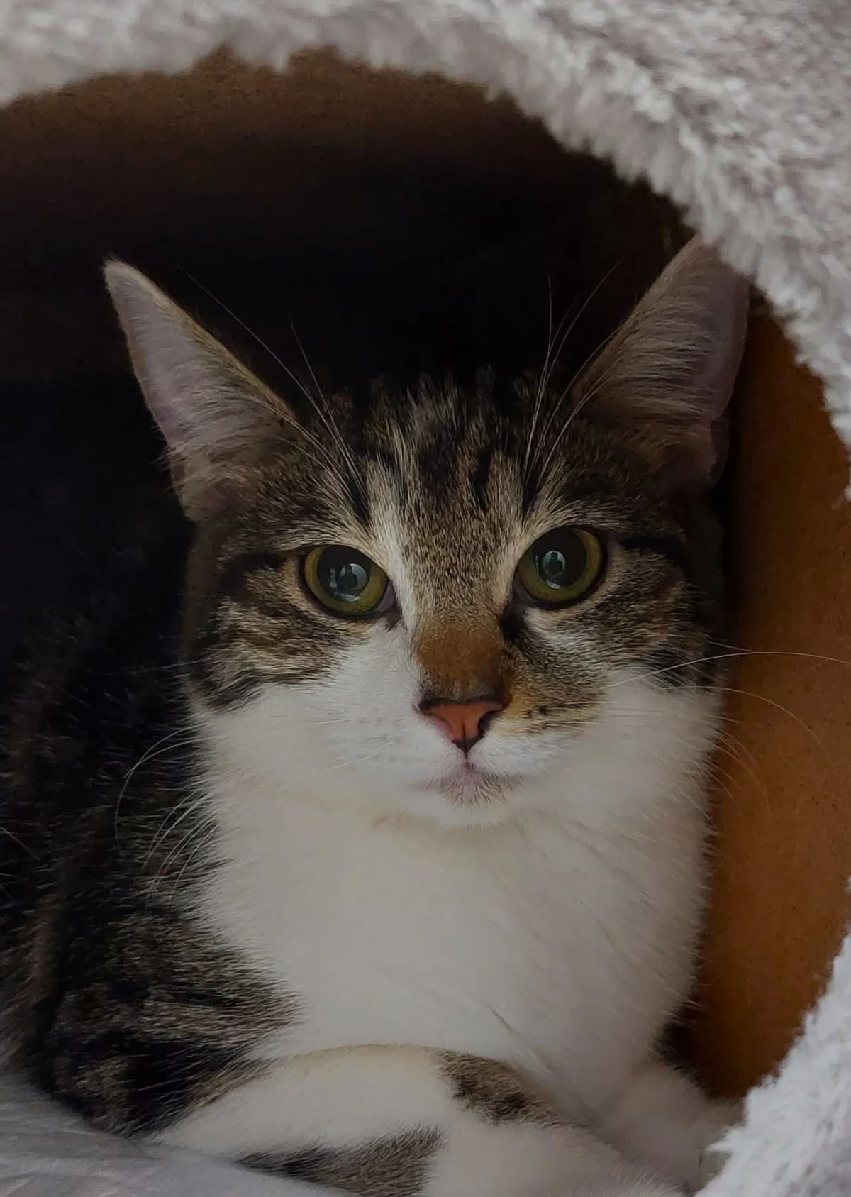 Molly, female mixed breed for adoption at Tierheim u. Tierschutzverein Kreis Ahrweiler e.V. / Tierheim Remagen.