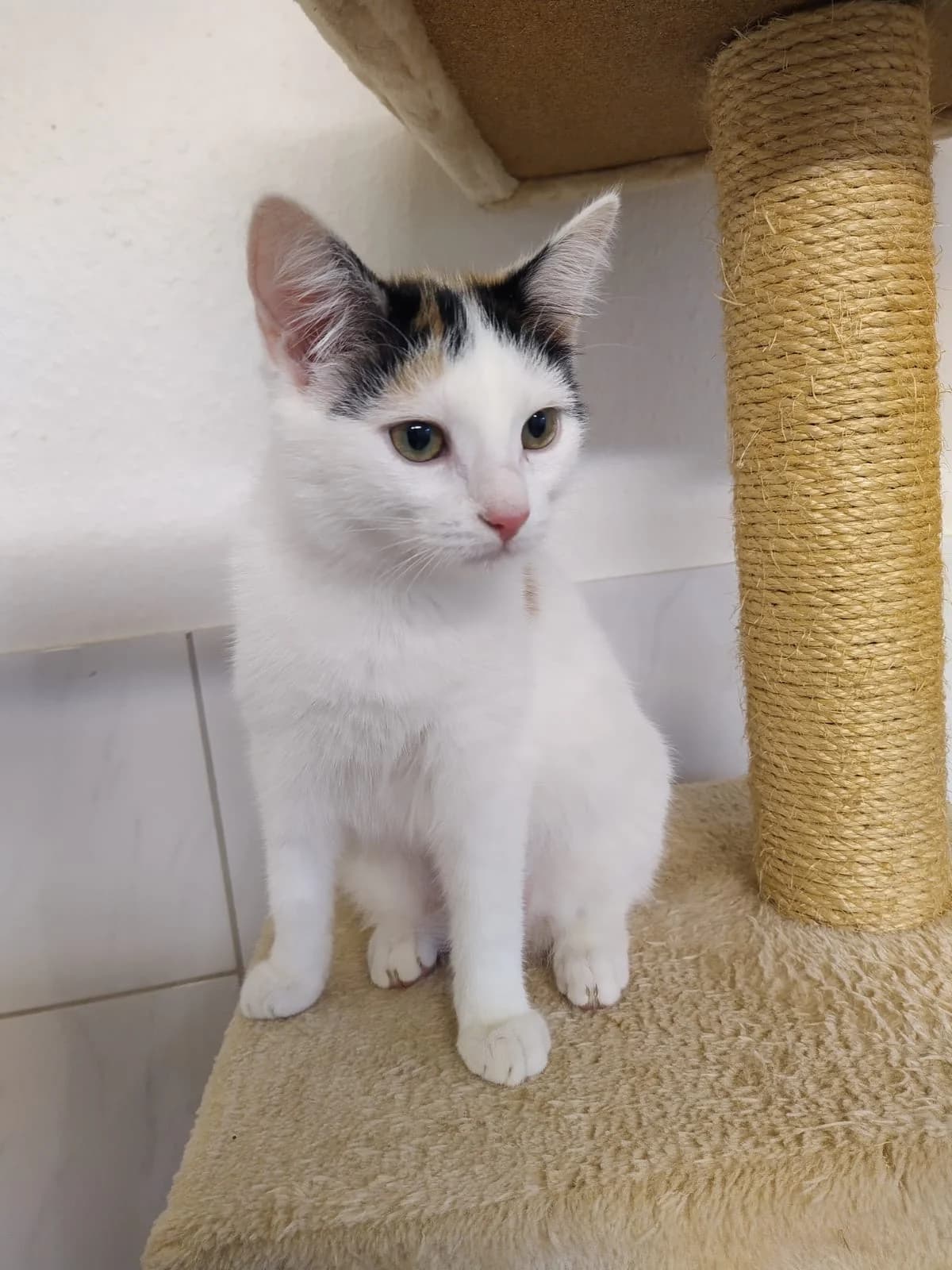 Namenia, female mixed breed for adoption at Tierheim u. Tierschutzverein Kreis Ahrweiler e.V. / Tierheim Remagen.