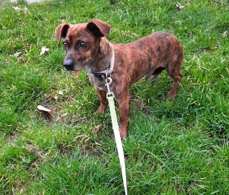 Serrado, male senior Mixed Breed for adoption at Tierheim u. Tierschutzverein Kreis Ahrweiler e.V. / Tierheim Remagen.