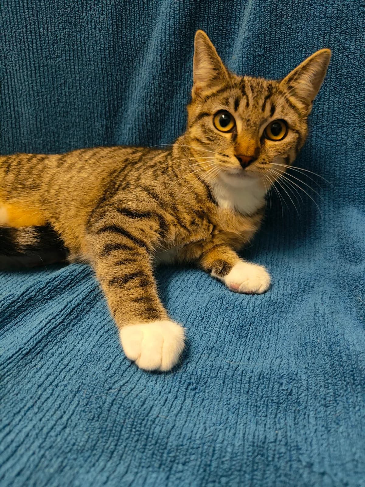 Mücke, female mixed breed for adoption at Tierheim u. Tierschutzverein Kreis Ahrweiler e.V. / Tierheim Remagen.